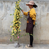 黄木香花大苗爬藤植物浓香，四季红木香蔷薇花苗庭院，攀援白木香(白木香)花苗