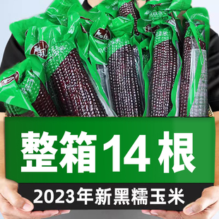 黑糯玉米2023年新鲜真空装包香甜糯黑玉米山西忻州低脂代餐苞米