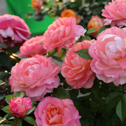 海神王月季(王月季)大花微月浓香，玫瑰花苗室，内外阳台花卉盆栽庭院珍稀品种