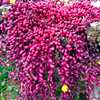 紫玄月吊兰垂吊多肉植物悬崖，一物一拍带盆栽，好容易养护阳台向阳派