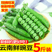 云南高原豌豆新鲜农家蔬菜带壳荚水果青豆荷兰甜豆角现摘生