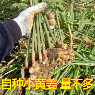 广东山村农家自种小黄姜新鲜现挖土生姜产后月子姜香味辣净重3斤