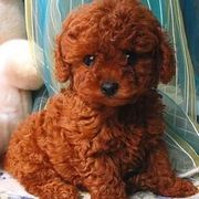 纯种泰迪幼犬小型犬，长不大茶杯犬活物，香槟色红棕色黑色幼崽宠物狗