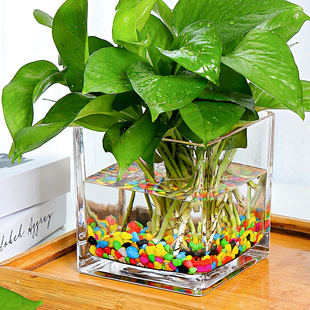 水培器皿铜钱草创意瓶玻璃花盆水养植物郁金香花器花瓶正方形容器