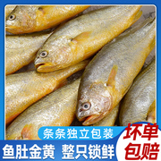清蒸大黄花鱼新鲜冷冻真空包装冰鲜海鱼，整条速冻鲜活生鲜商用黄鱼