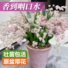 文心兰盆栽带花苞花苗梦香兰室内花卉植物客厅阳台四季好养活兰花