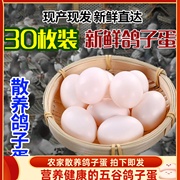 正常朴园新鲜鸽子蛋30枚农家鸽子蛋放飞白鸽营养鸽蛋