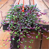 多肉植物紫玄月多肉吊兰佛珠花卉盆栽办公室绿植防辐射珍珠吊兰