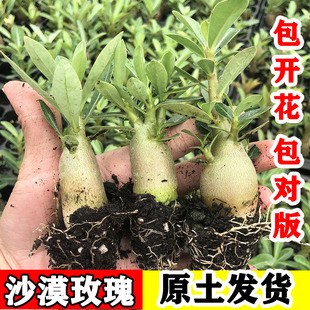 沙漠玫瑰盆栽重瓣四季开花好养老桩室内多色阳台花卉绿植多肉植物