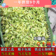 铁皮石斛鲜花采摘新鲜食用一斤枫斗新花正宗基地直发