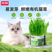 神经猫猫草小麦种子化毛膏猫薄荷球水培盆栽即食猫咪零食猫草罐头