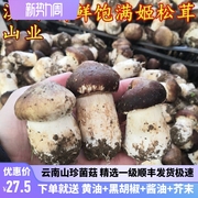 新鲜姬松茸特级云南山珍两斤装1000克特产蘑菇巴西菇空运