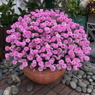 粉色翠菊形似玛格丽特花籽四季花种子易种阳台庭院花种