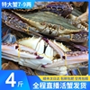 舟山梭子蟹鲜活大白蟹超大特大公，蟹螃蟹海鲜水产东海海蟹飞蟹4斤
