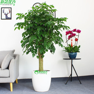 绿宝幸福树盆栽大型室内观叶，植物客厅办公室，绿植盆景上海送货上门