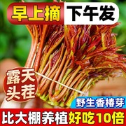 头茬香椿露天鲜香椿芽野生春芽新鲜现摘应季蔬菜红油香椿芽春天菜