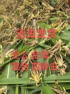 全公蚂蚱活虫东亚飞蝗蝗虫蚱蜢干蚂蚱活蚂蚱纯公蚂蚱四龄虫