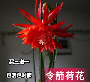 进口令箭荷花大花多色多品种好养易开花(易开花)扦插有根苗包对版