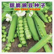 高产脆甜豌豆种子水果青豆有机豌豆高产甜脆大荚四季播种蔬菜籽孑