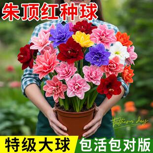朱顶红进口重瓣种球花卉绿植室内盆栽种子盆栽带花苞特大好养的花