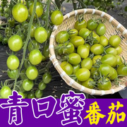 绿色青口蜜番茄种籽孑口感，甜脆特色绿色圣女，果种子小西红柿种子