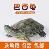 小乌龟活物巴西龟活体家养宠物龟小宠大乌龟观赏龟长寿水龟红耳龟