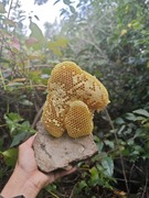 蜂巢蜜小挂蜜野生蜂蜜深山天然百花纯正无添加成熟蜜非云南土蜂蜜