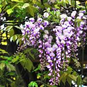 紫藤树3公分紫藤萝花庭院武汉户外园林苗爬藤花卉美观攀援花卉