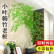 小叶簕竹室内绿植盆栽客厅竹子成品老桩盆景办公室茶桌面禅意植物