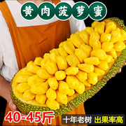 新鲜海南菠萝蜜黄肉干(黄肉干)苞，木树菠萝当季水果40-45斤整个三亚特产甜1