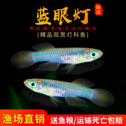 热带鱼观赏鱼淡水鱼灯科鱼鱂鱼青眼灯蓝眼灯，蓝线金灯群游小型鱼