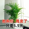 散尾葵盆栽绿植花卉凤尾竹室内客厅大型植物夏威夷富贵椰竹子盆栽