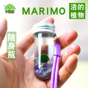 MARIMO幸福海藻球生态瓶微景观水培植物小礼物许愿瓶马里莫送挂绳