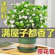 茉莉花苗盆栽带花苞九里香老桩驱蚊水培花卉绿植物室内栀子花好养