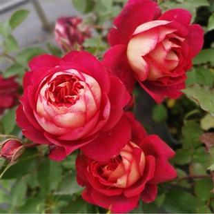 马萨德医生月季花苗大花浓香开花酒红玫瑰四季可盆栽欧月花卉庭院