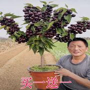 车厘子树苗正宗南方北方种植盆栽矮化带土庭院耐寒特大樱桃树苗