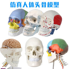 成人1 1头颅i骨解剖标本医学仿真人体头骨模型可拆卸彩色骷髅