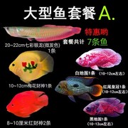 财神鱼招财鱼七彩银龙鱼玉面鱼 地图鱼鹦鹉鱼合集套餐