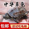 中华草龟家养小乌龟活物外塘，宠物观赏水龟金线龟巴西墨龟大草龟苗