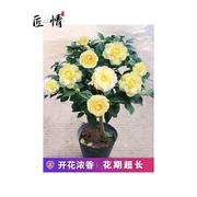 正黄旗茶花盆带花苞树苗 浓香花卉 庭院栽室外四季山茶花观花植物