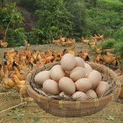 池府外婆家九华山正宗农家散养鸡蛋土鸡蛋新鲜草鸡蛋月子辅食