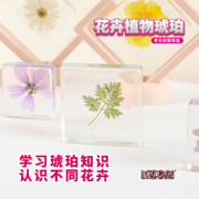 考古挖掘玩具花卉植物标本琥珀，摆件diy化石女孩，制作工具挖宝盲盒