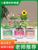 儿童种植小盆栽学生植物，草莓籽向日葵，幸运草太阳花盆栽套餐草娃娃