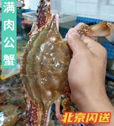 北京闪送5两公蟹 鲜活满肉公梭子蟹 海鲜海蟹 水产肉蟹 青蟹膏蟹