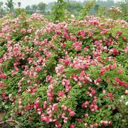 月季胭脂扣多季爬藤本月季苗阳台庭院盆栽植物玫瑰花卉