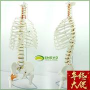 enovoe颐诺医学人体脊柱模型腰椎骨盆整骨胸骨肋骨胸腔骨骼架模