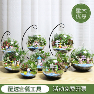 微景观 创意植物 迷你盆栽 DIY植物 生日礼物 苔藓生态瓶