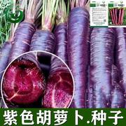 紫胡萝卜种子夏秋季易蔬菜紫红蔬菜保健红萝卜紫色特色发芽胡萝卜
