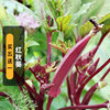 红秋葵种子5g红色，羊角豆种籽田园蔬菜，室外阳台盆栽春季播种