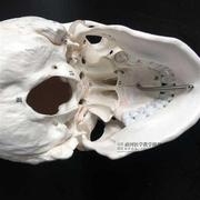 医学人体头骨模型仿真头颅骨模型神经科模型头骨功能分区1 1z
